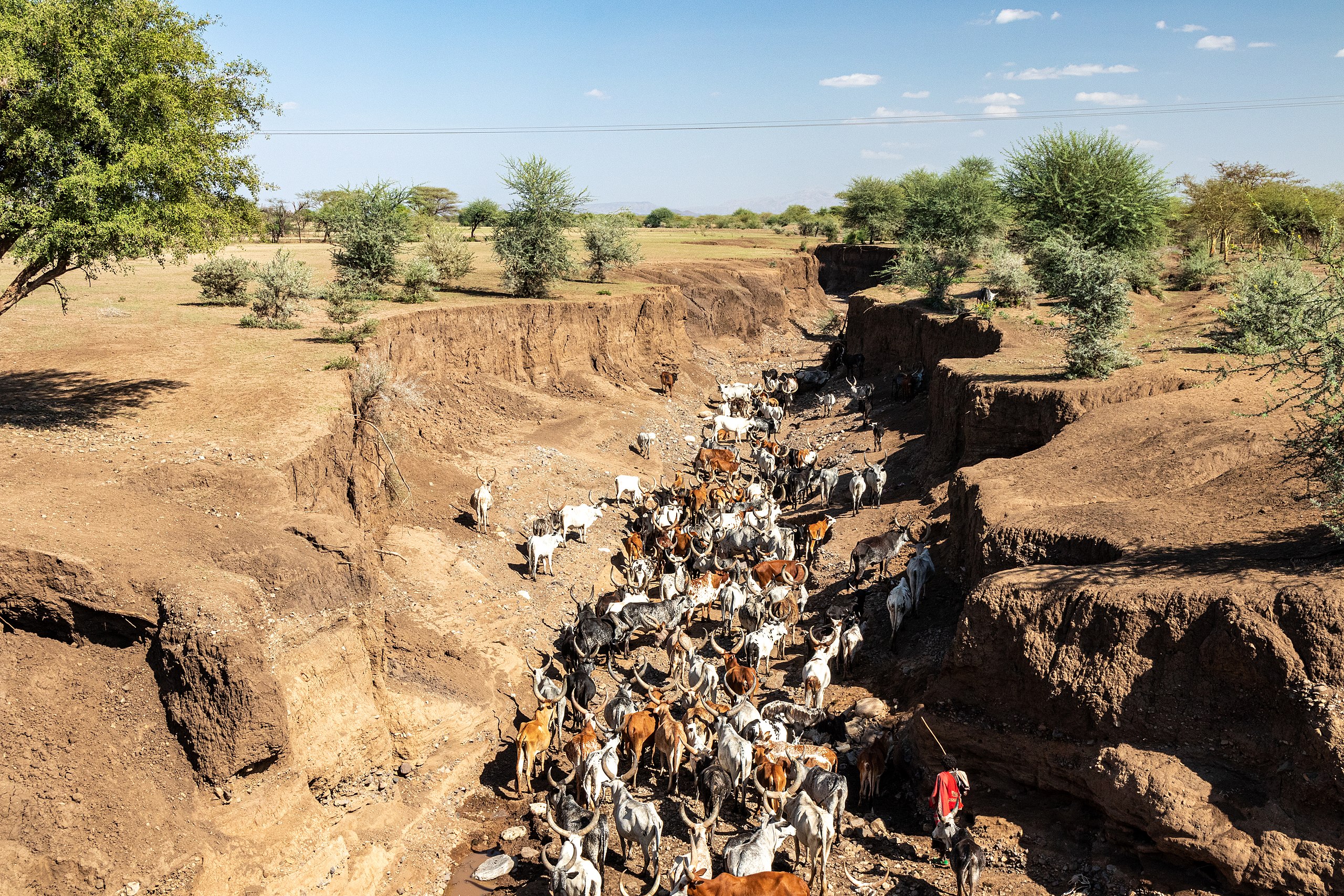 2560px-Cattle_herd_in_riverbed_Afar_Ethiopia