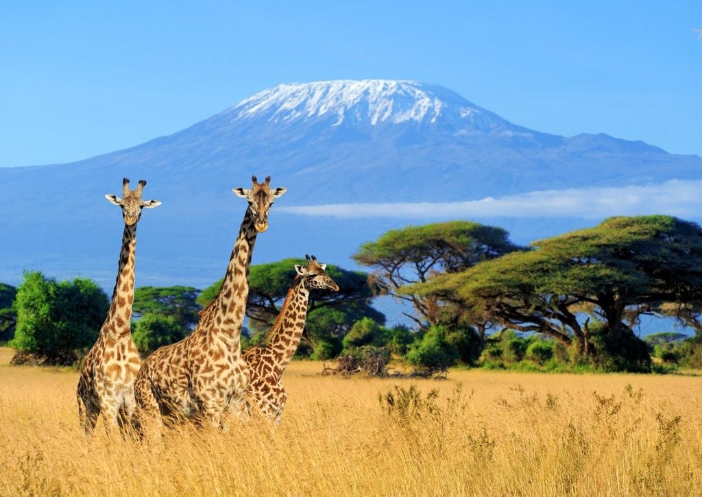 Kili-Giraffe-shot-2