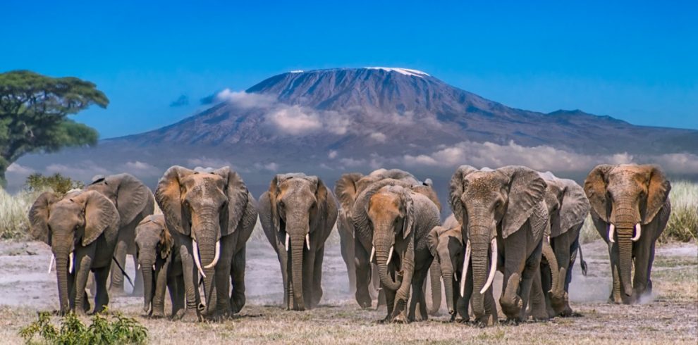 Amboseli-national-park (1)