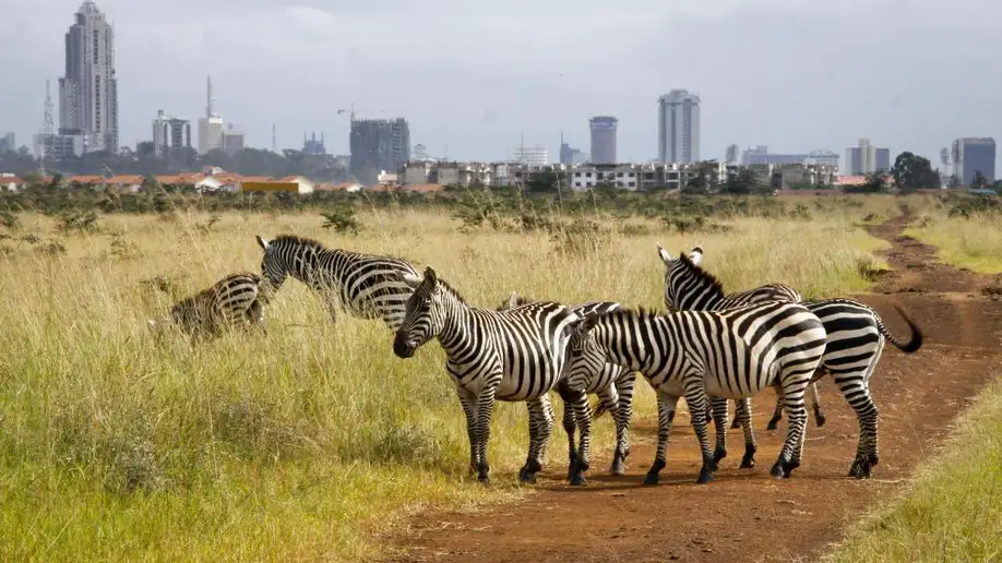 Kenya-Urban-Wildlife-1-1